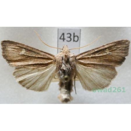 Helotropha leucostigma (Hübner, 1808) Czech43b